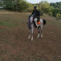 فروش سیلمی کره توکل میرزایی