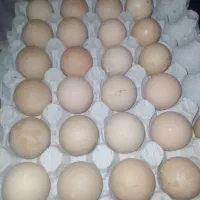 فروش تخم شاخدار و تخم لاری