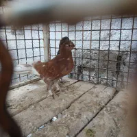 سرخ پر