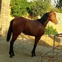 حیوان|اسب و تجهیزات اسب‌سواری|خوانسار, |دیوار