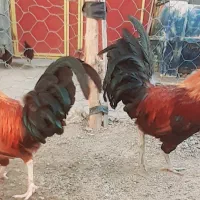 مرغ محلی  کهنوج سرخ قلعه