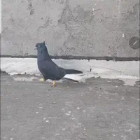 نر اشعل درشت گشیده