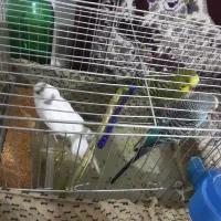 مرغ عشق تخم گزار