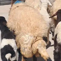 ۴ راس شیشک درجه یک یک