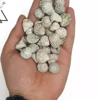 صدف حلزونی