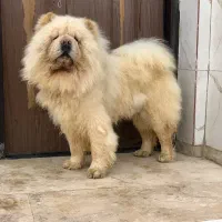 سگ چاوچاو