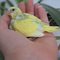 معاوضه عروس و  مرغ عشق با پرنده دیگع