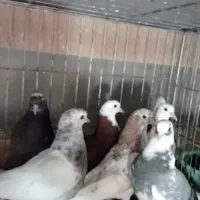 کمتر فروشی اصل کاشان