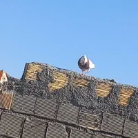 کبوتر