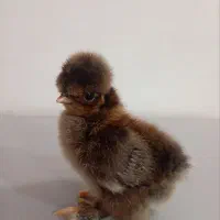 جوجه مرغ