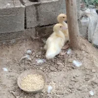 ۲ عدد جوجه اردک ۱ماهه