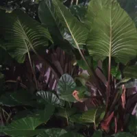 گل بابادم
