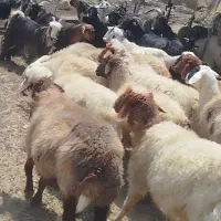 14راس میش در جیک ابستن