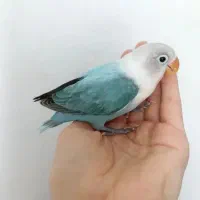 جوجه کوتوله برزیلی، طوطی برزیلی دستی