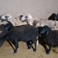میش بابره
