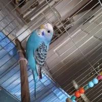 یک جفت مرغ عشق سرحال