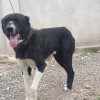 سگ نگهبان