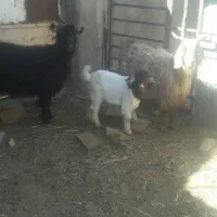 ۲راس بز جوان زاییده شیرا بزغاله درشت|حیوانات مزرعه|بیرجند, |دیوار