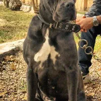 کن کورسو ماده