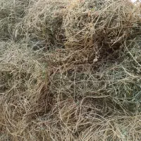 فروش یونجه