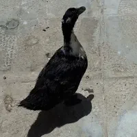 اردک یا مرغابی