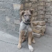 سگ نگهبان وگله