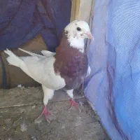 چهار عدد کبوتر