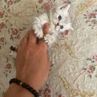 بچه گربه های کوچولو و اصیل