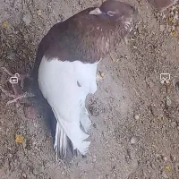کبوتر|پرنده|زرند, |دیوار