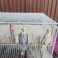 جفت عروس هلندی