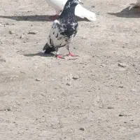 اگهی بخون