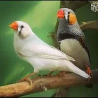 فنچ زبرا