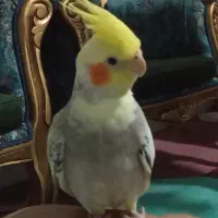 عروس هلندی گم شده