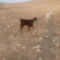 بزوکهره