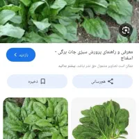 اسفناج ایرانی