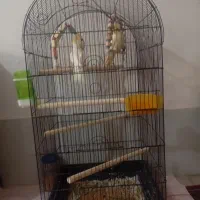 عروس هلندی