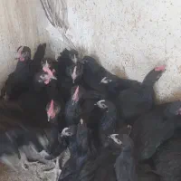 نیمچه خروس استرالوپ