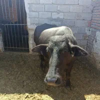 گاومیش