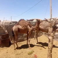 شتر|حیوانات مزرعه|هامون, |دیوار