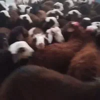 بره نر افشار سرخ