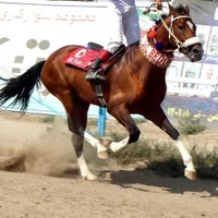 اسب آخال تکه ترکمن