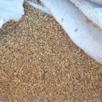 گندم