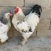 مرغ و خروس نژاد برهما لایت اصل