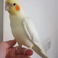 عروس هلندی نر
