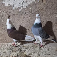 کبوتر  پرشی