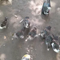 اردک اسرائیلی