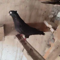 ماده آبادانی