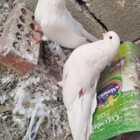 تعدادی کبوتر فروشی