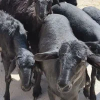 فروشی 12را بره ماده قره موسیم