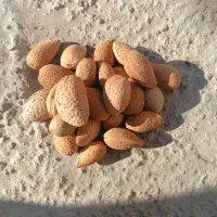 بادام ارگانیک